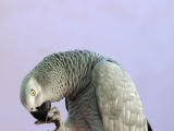 灰鸚鵡圖片
