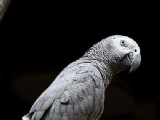 灰鸚鵡圖片