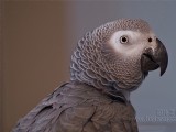 灰鸚鵡圖片
